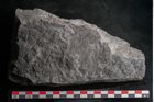 Foto (Detailansicht) von Senftenbergia crenata Lindl. et H. (NHMW-GEO-2024-0188-10949)